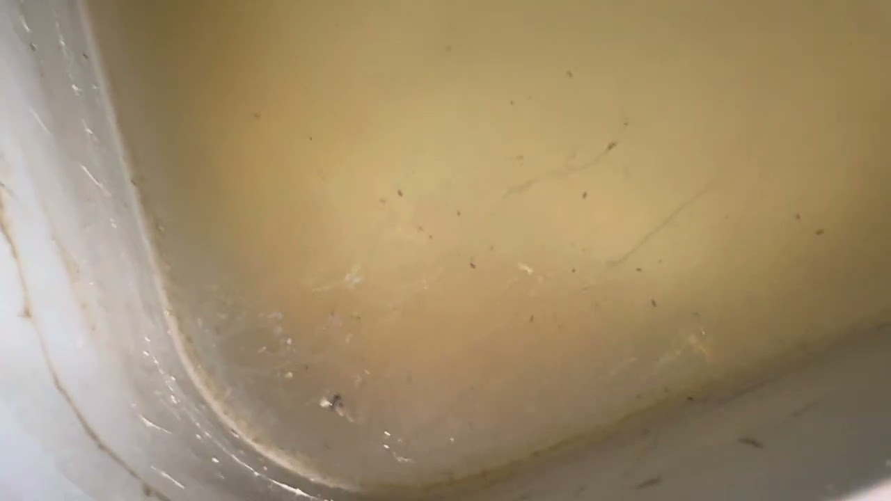 Điều quan trọng nhất khi nuôi bobo lâu dài 