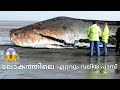 biggest Snake in the world | ഇതിന്റെ മുമ്പിൽ anaconda വെറും പുഴു 😟 worldlargest snakefound malayalam