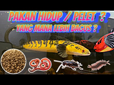 Pelet Makanan Ikan Channa