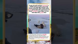 Wild Arctic Wolves Interact With A Photographer In Their Snow Habitat#animals #wildlife