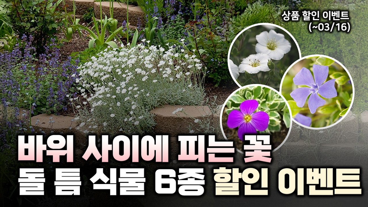 🍀2700원으로 완성하는 암석 정원🩶 돌 사이에 심기 좋은 식물 6종을 소개 및 할인 이벤트까지✨