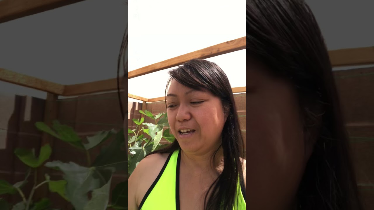 Growing figs in Las Vegas YouTube