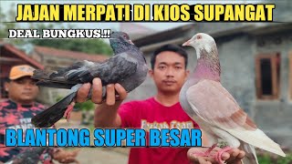 Berburu Blantong Di penjual SUPANGAT Cilacap‼️Dapet Super Gede Nih Blantong-nya