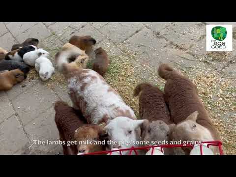 Guinea pigs and lambs in the garden