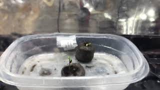 Multi strain grow from attitude seed bank