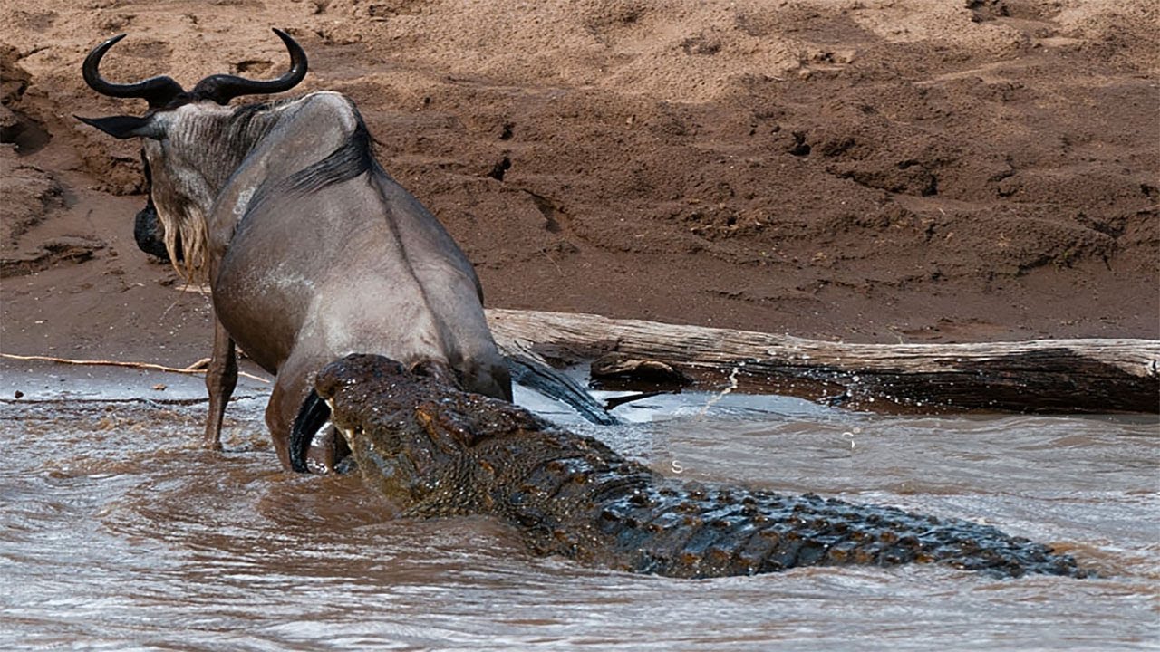 Crocodile Attack Wildebeest Fail. The Prey Still Dies Because Of The Broken  Leg