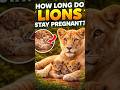 Lion Pregnancy Quick Journey to New Cub #youtubeshorts #animallovers