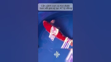 Cận cảnh con cá Koi được bán với giá kỷ lục 47 tỷ đồng