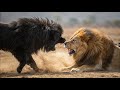 Top 10 Strongest Animals That The Lion Never Want to Meet - Blondi Foks