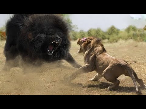 Top 10 Strongest Animals That The Lion Never Want to Meet - Blondi Foks