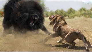 Top 10 Strongest Animals That The Lion Never Want to Meet - Blondi Foks by Blondi Foks 28,164,666 views 3 years ago 8 minutes, 21 seconds