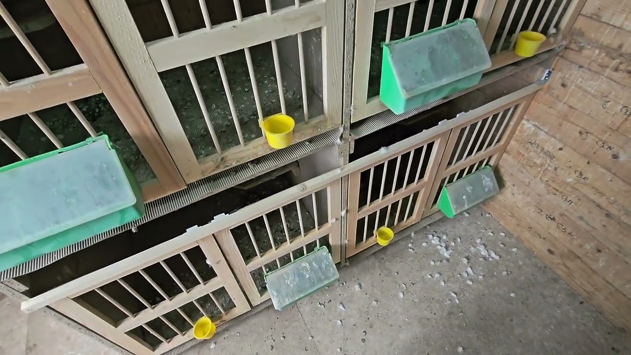 «Управление племенными партиями: разделение по категориям (скорость, общие характеристики, марафон)»