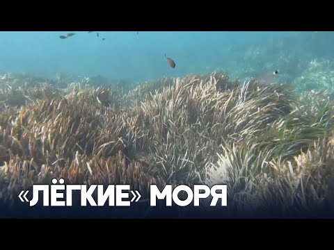 Как «морскую траву» посидонию спасают от исчезновения в Тунисе