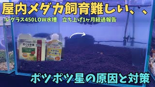メダカの屋内飼育の難しさを実感。対策と原因について。＃アクアリウム