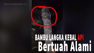 Pencarian Bambu Pethuk Sakti L Ki Joko Sableng-Wa 0816975404 L Bambu Pethuk Jokowi