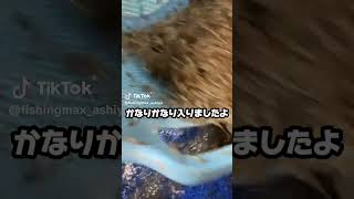 シラサエビが大量に入りましたよ〜www