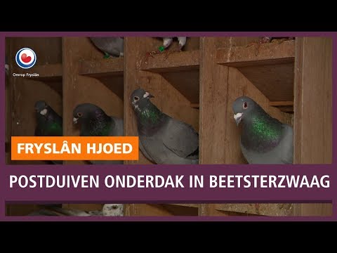 REPO: Verwaarloosde Gelderse postduiven vinden onderdak in Beetsterzwaag