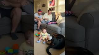 intelligent dog #shorts #shortvideo