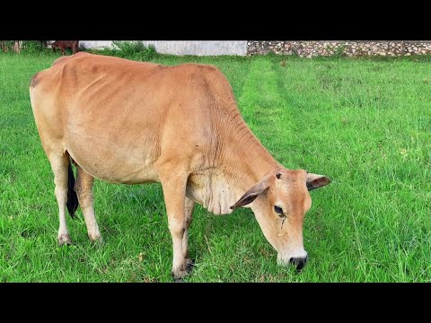 🐂 Sapi Lembu