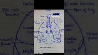 the human respiratory system.. #medical #lifeisbutadream #information #medical #facts