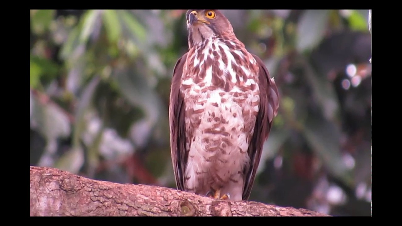 Crested Goshawk - Accipiter Trivigatus