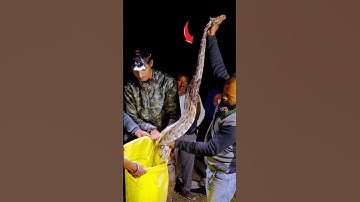 अजगर को जंगल में छोड़ा गया! 😱🐍 P8#अजगर #बड़ाअजगर #सांप #snake #rescue #trending #viral #cobras