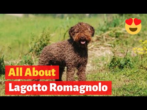 Video: Lagotto Romagnolo Hondenras Hypoallergeen, Gezondheid En Levensduur