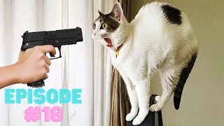 Funny and Cute Animals Videos 2023! - Funniest Dogs, Cats Compilation | #18 by Animals_Channe1 15 views 1 year ago 8 minutes, 58 seconds