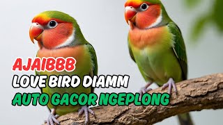 RAHASIA Masteran Love Bird Ngekek 10 Menit! Suara Pikat Ini Bikin Auto Gacor.