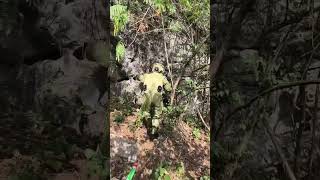 Outdoor food hornet&#39;s nest