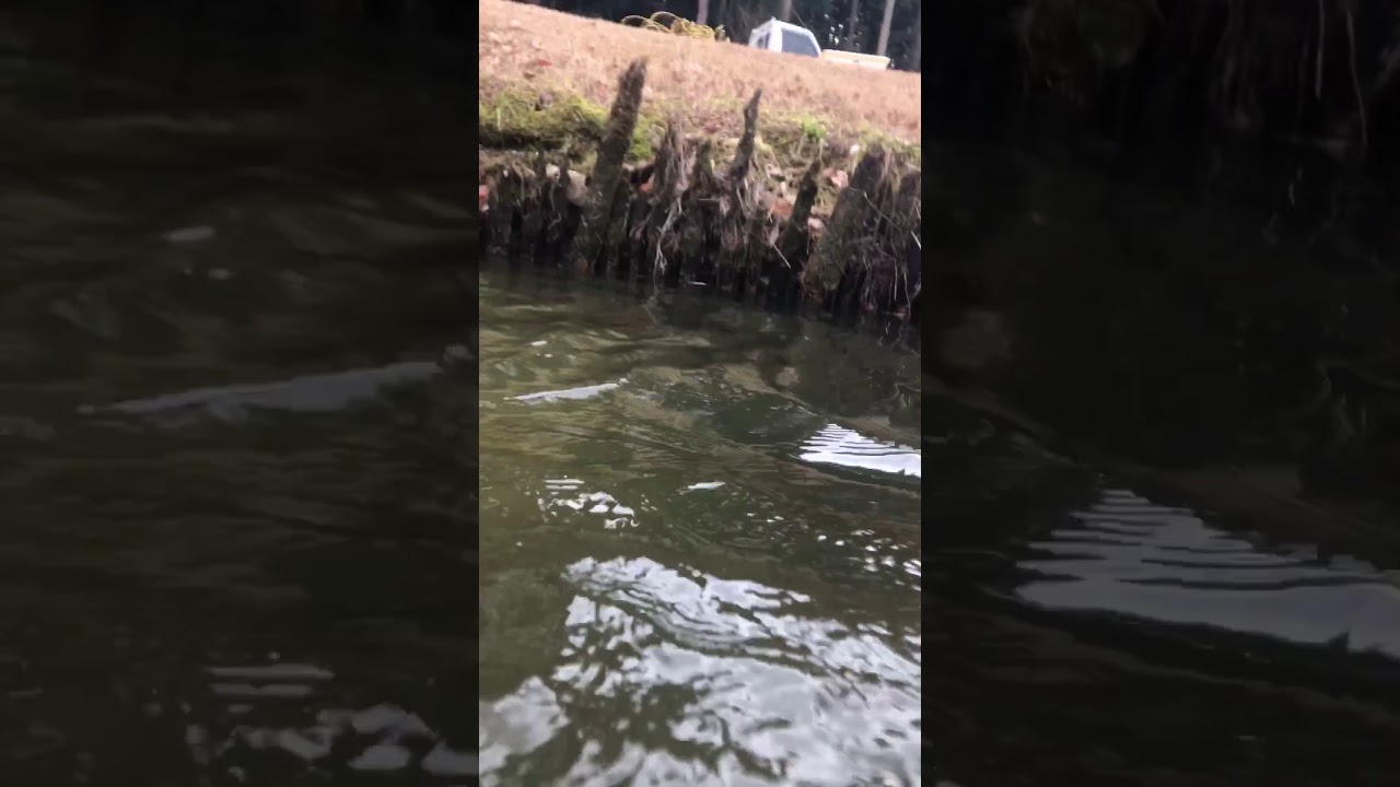 池ポチャしたボールを拾い年収1 000万 ゴルフボールダイバーの仕事とは はたわらワイド