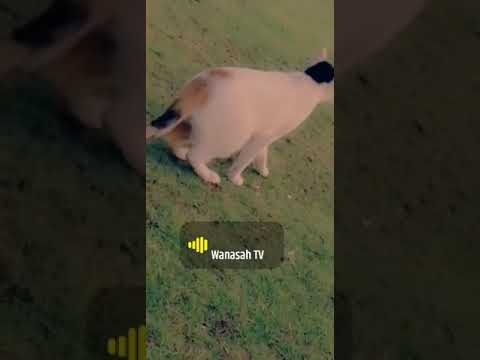 خبطة برجلك خبطة