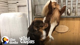 This Dog Can't Stop Hugging His Horse BFF | The Dodo Odd Couples
