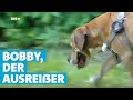 Hundeversteher: Bobby, der Ausreißer