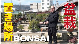 立派な棚なんかない！この盆栽どこに置けばよい？【盆栽・初心者講座】