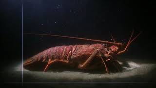 Arthropod Animation - Marine Arthropod Body Plan