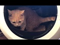 【チョイ撮りボンちゃん】全自動猫トイレの巻