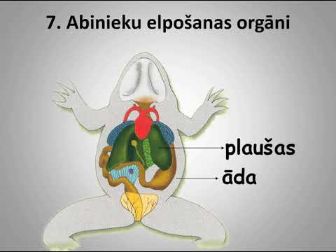 Video: Epididimijas Funkcija, Definīcija Un Anatomija - Ķermeņa Kartes