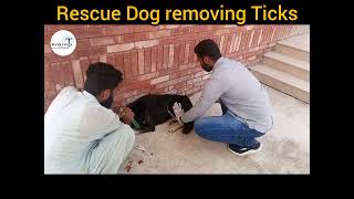 Dog Rescue Hamza Vets