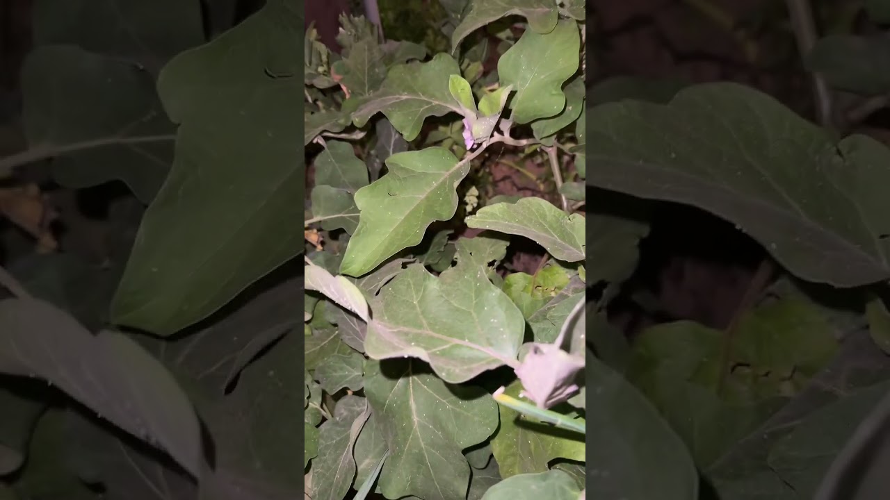 حصاد الخضار