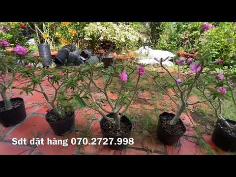 Video Cây hoa sứ kỳ duyên giá rẻ 70-100k/c. Sđt đặt hàng:... - youtube