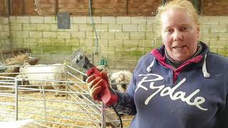 Valais being sheared