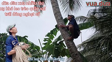 Vua Dừa Miền Tây//cây dừa lửa xưa trái quá sai tàu xụ um tùm rất khó leo vua dừa leo trèo như khỉ