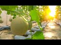 How to grow melons easily with high productivity  special look at the most expensive watermelon
