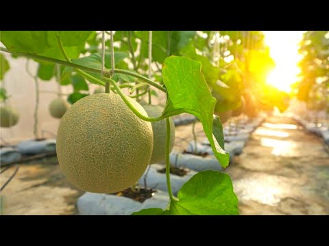 Video: Yellow Crimson Watermelon Info: Pagpapalaki ng Yellow Crimson Watermelon