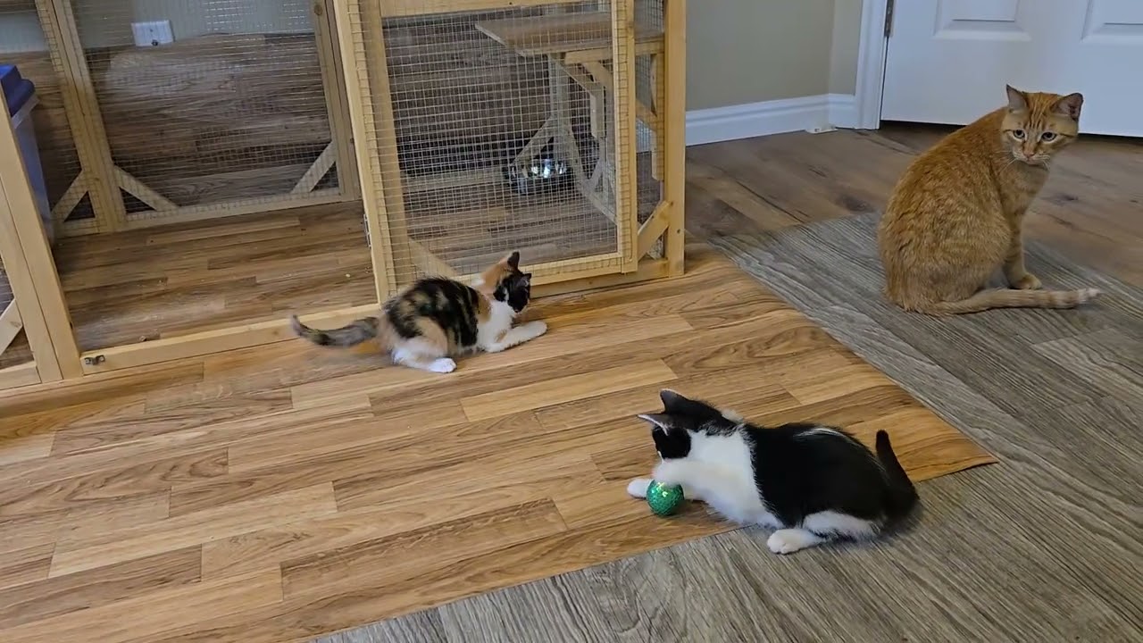 Morning games