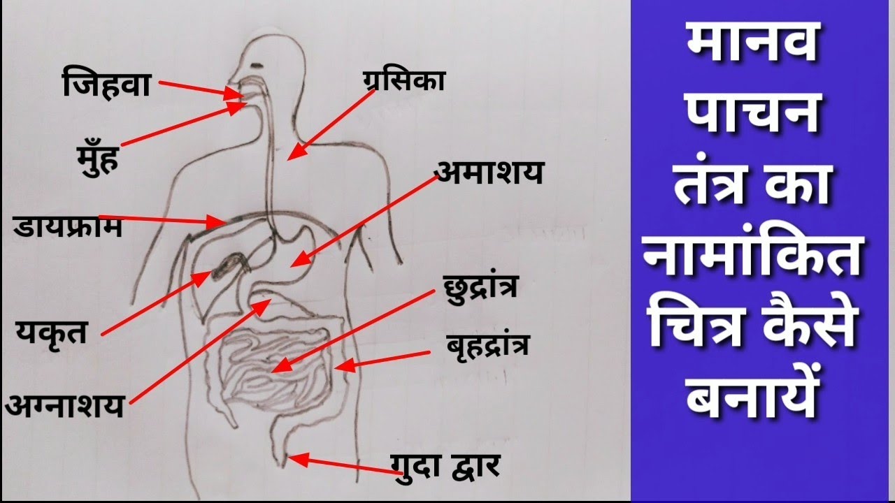 Human Digestive system, how to draw human digestive system - YouTube