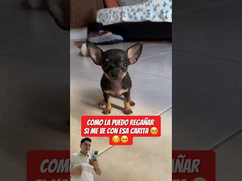 No sé si tiene miedo o frío 🥺🤭😂 #viral #fyp #parati #chihuahua #perrito #mascotas #tierno #pet