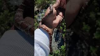The Overweight Herper in the House  E Milk Snake in shed! #shorts #shortvideo #nature #naturelovers