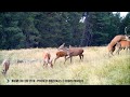 Accouplement cerf et biche pendant le brame